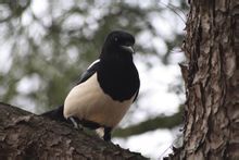 喜鵲東亞亞種 喜鵲東亞亞種