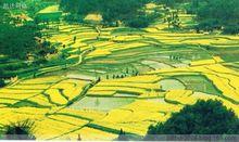 漢中最美油菜花