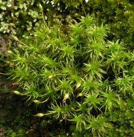 短葉對葉蘚 短葉對葉蘚