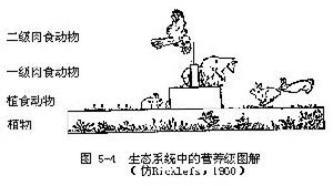 食性層次 食性層次