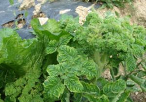 苦苣菜脈黃病毒病 苦苣菜脈黃病毒病