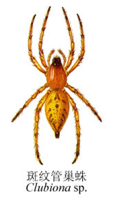 斑紋管巢蛛 斑紋管巢蛛