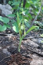 毛唇美冠蘭 毛唇美冠蘭