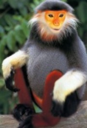 中國白臀葉猴