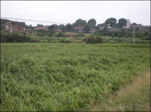 寒露風害 寒露風害