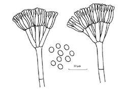 嗜松青黴 嗜松青黴