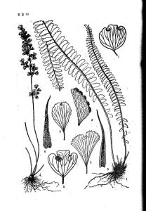 峨眉鐵線蕨（變型）