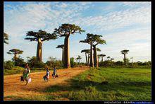 長壽之星猴麵包樹