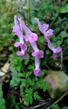 葉苞紫堇 葉苞紫堇