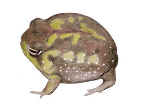 散疣短頭蛙 散疣短頭蛙