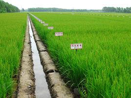 八五零農場 八五零農場