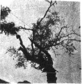 定桿呂村 定桿呂村