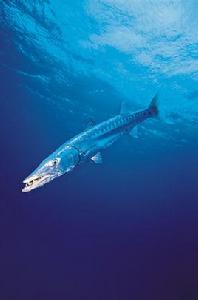 叉尾深海帶魚 叉尾深海帶魚