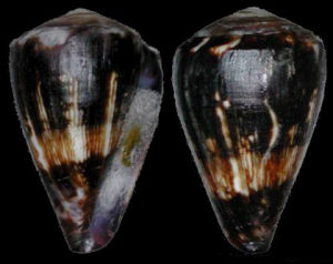 雷戈納芋螺 雷戈納芋螺