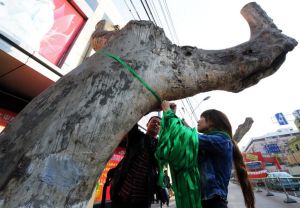 市民系綠絲帶護樹