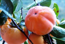 滎陽柿子 滎陽柿子