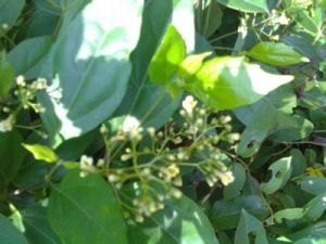 蒙自豆腐柴 蒙自豆腐柴