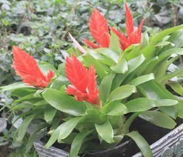 鸚哥麗穗鳳梨 鸚哥麗穗鳳梨