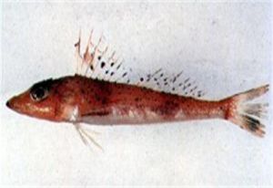 大鱗紅鯒 大鱗紅鯒