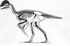 亞洲近頜龍 亞洲近頜龍