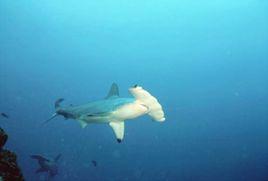 微鰭光尾鯊 微鰭光尾鯊