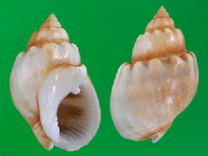 白織紋螺 白織紋螺