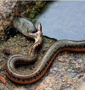 腹斑水蛇 腹斑水蛇