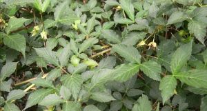 黎川懸鉤子 黎川懸鉤子