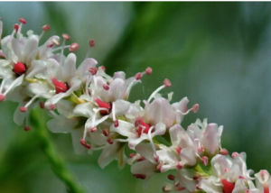山川檉柳 山川檉柳