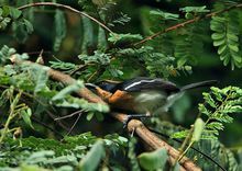 盧氏黑鵙 盧氏黑鵙