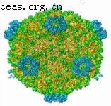 巨細胞病毒感染