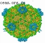 巨細胞病毒感染