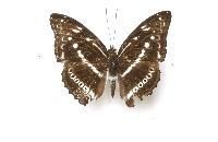 算盤子蛺蝶 算盤子蛺蝶