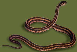 紅點錦蛇 紅點錦蛇