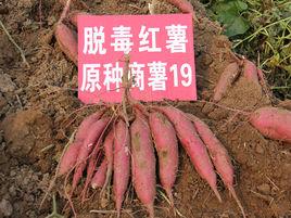 商薯19 商薯19
