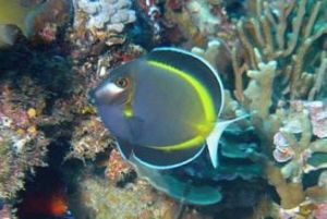 暗色雀鯛 暗色雀鯛