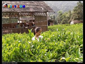 《茶是故鄉濃》