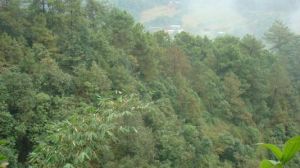 大蒿壩自然村 大蒿壩自然村