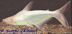 水晶巴丁魚