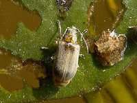 菱角螢葉甲 菱角螢葉甲