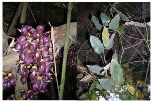 菝葜藤科 菝葜藤科