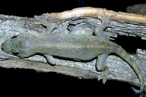 多疣壁虎 多疣壁虎