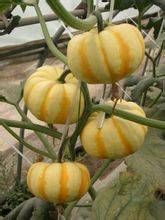 金歡迷你南瓜 金歡迷你南瓜