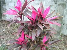 卡萊普索皇后（CalypsoQueen）