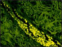 顯微鏡CCD拍攝的螢光圖片