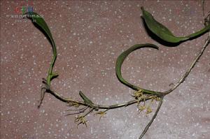 莖花石豆蘭 莖花石豆蘭