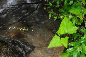 戟狀蟹甲草 戟狀蟹甲草