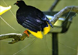 十二線極樂鳥 十二線極樂鳥