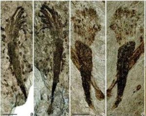 古核生物 古核生物