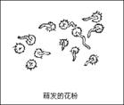 花粉培養 花粉培養